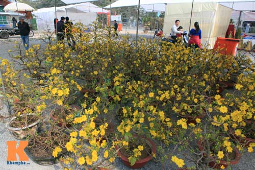 Địa lan Sapa giá khủng đón Tết - 14