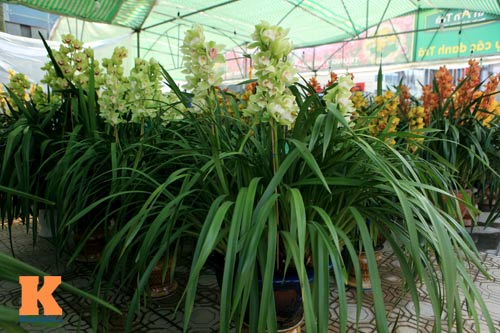 Địa lan Sapa giá khủng đón Tết - 8