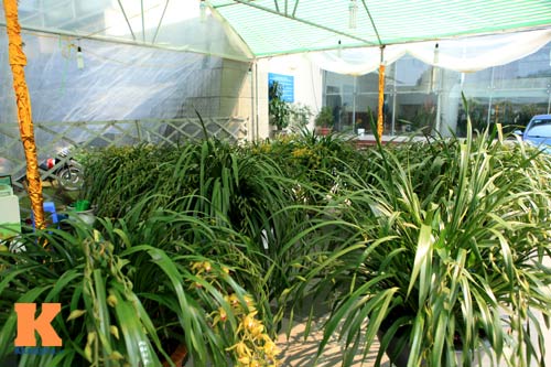 Địa lan Sapa giá khủng đón Tết - 12