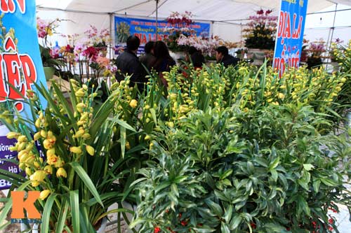 Địa lan Sapa giá khủng đón Tết - 7