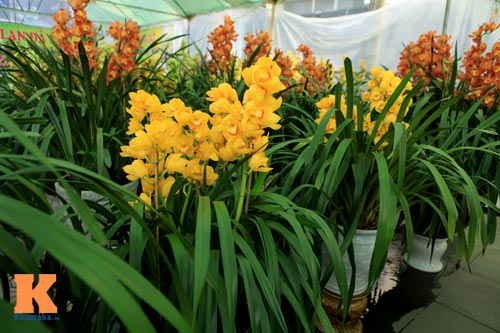 Địa lan Sapa giá khủng đón Tết - 10