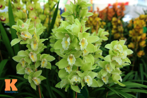 Địa lan Sapa giá khủng đón Tết - 11