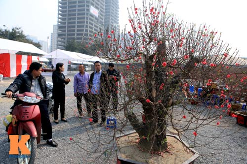 Địa lan Sapa giá khủng đón Tết - 2