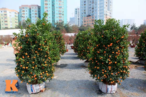 Địa lan Sapa giá khủng đón Tết - 3