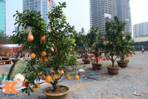 Địa lan Sapa giá khủng đón Tết - 4