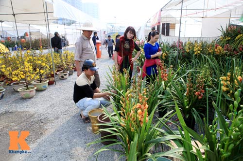 Địa lan Sapa giá khủng đón Tết - 6