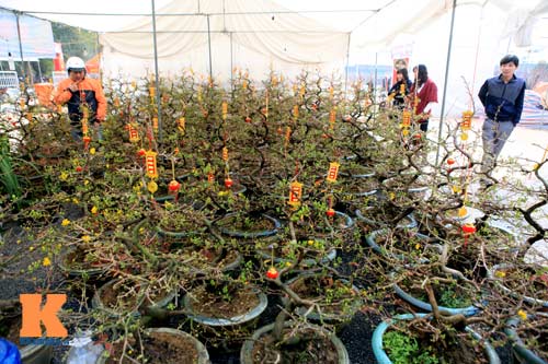 Địa lan Sapa giá khủng đón Tết - 16