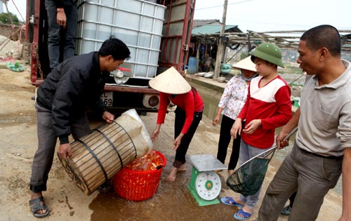 Cả làng bắt cá chép đỏ tiễn Táo quân đi chầu - 14