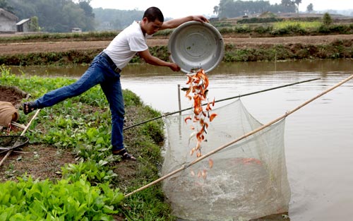 Cả làng bắt cá chép đỏ tiễn Táo quân đi chầu - 10