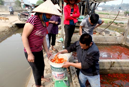 Cả làng bắt cá chép đỏ tiễn Táo quân đi chầu - 13