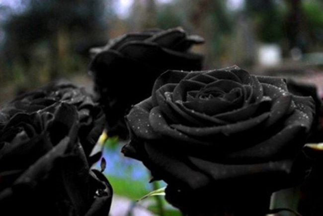 Hoa hồng đen Helfeti Thổ Nhĩ Kỳ là loài hoa cực hiếm đang có nguy cơ tuyệt chủng.
