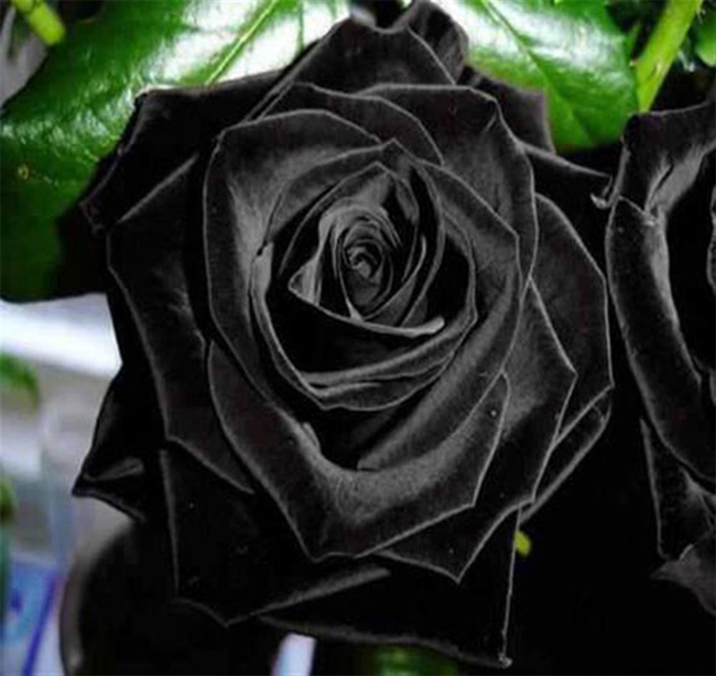 Loài hoa hồng đen mọc theo mùa. Chúng chỉ nở vào mùa xuân theo số lượng rất nhỏ, ở ngôi làng nhỏ Halfeti, Thổ Nhĩ Kỳ. Vì địa nhưỡng ở vùng này độc nhất vô nhị, và nồng độ pH trong đất caom nên màu hoa có màu “ác quỷ”.
