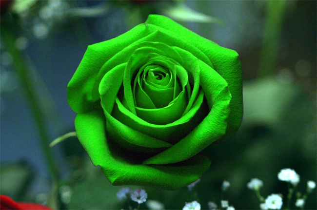 Loài hoa hồng với nhiều màu sắc khác nhau, nhưng màu sắc lạ kì nhất phải là hoa hồng xanh.
