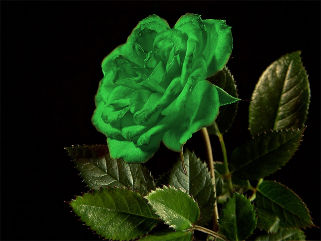 Hoa hồng xanh đã được lai tạo từ lâu. Việc trồng loại hoa này phức tạp hơn hoa hồng khác nhưng không phải là không làm được.

