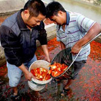 Thị trường - Tiêu dùng - Sôi động thị trường lễ ông Công, ông Táo