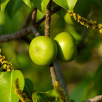 Phi thường - kỳ quặc - Sự thật loài cây độc nhất Trái đất