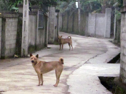 Kỳ lạ xã hơn nửa thế kỷ “nói không với chó” - 3