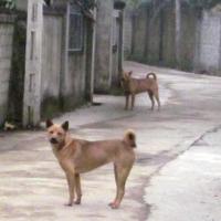 Tin tức trong ngày - Kỳ lạ xã hơn nửa thế kỷ “nói không với chó”