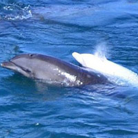 Phi thường - kỳ quặc - Cá heo tự sát vì phải xa con