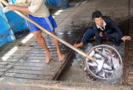 Nga cấm nhập khẩu cá tra Việt Nam - 1