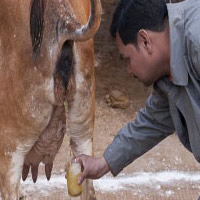 Phi thường - kỳ quặc - Những vụ uống… nước tiểu lừng danh