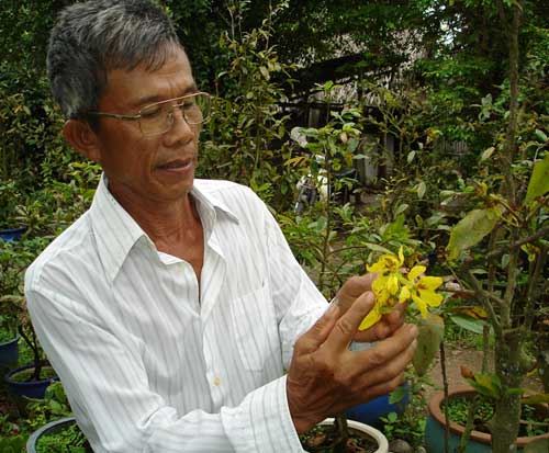 “Cãi mệnh trời” để hoa mai… không rụng ngày Tết - 3