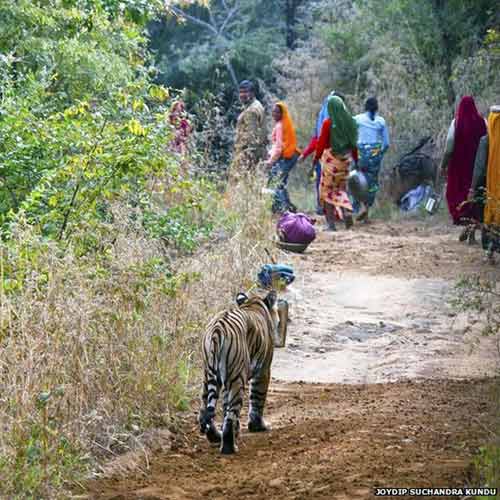 Ấn Độ: Bắn chết hổ dữ ăn thịt người - 1