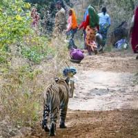 Tin tức trong ngày - Ấn Độ: Bắn chết hổ dữ ăn thịt người