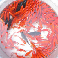 Thị trường - Tiêu dùng - Ngày cuối tiễn ông Táo, cá chép rẻ như bèo