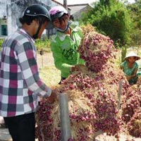 Thị trường - Tiêu dùng - Âu lo vì hành tím rớt giá