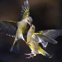 Ảnh đẹp: Chim sẻ không chiến tranh mồi
