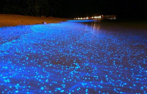 Chùm ảnh: Bãi biển phát sáng kỳ ảo ở Maldives - 1