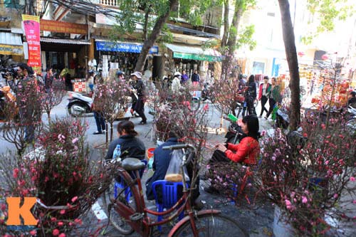 Chợ hoa Tết Hàng Lược xưa và nay - 5