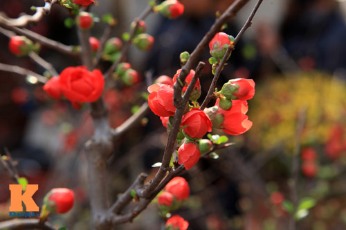 Chợ hoa Tết Hàng Lược xưa và nay - 17