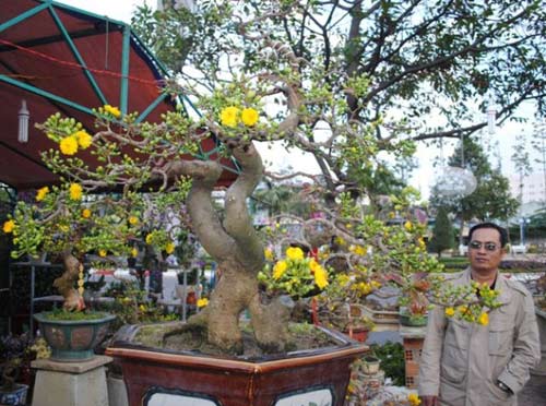 Độc sầu mai bonsai Bình Định - 1