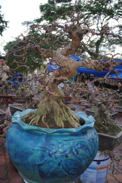 Độc sầu mai bonsai Bình Định - 4