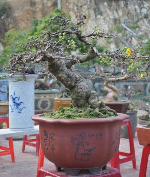 Độc sầu mai bonsai Bình Định - 7