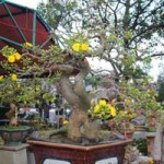 Thị trường - Tiêu dùng - Độc sầu mai bonsai Bình Định