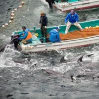 Ảnh ấn tượng: Tàn sát cá heo ở Nhật Bản