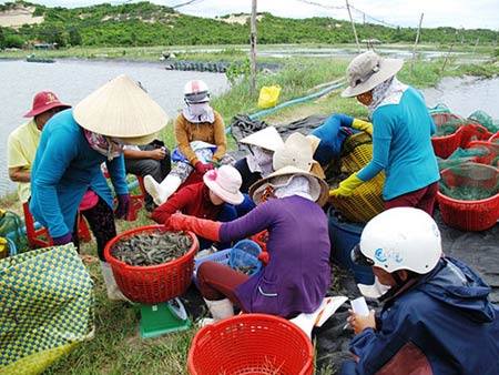 Đau đầu với hàng dỏm và thương lái Trung Quốc - 2