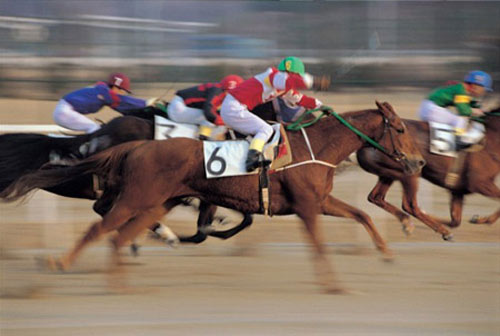 Tiết lộ thú vị về loài ngựa có thể bạn chưa biết - 3