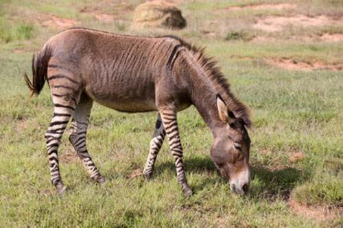 Tiết lộ thú vị về loài ngựa có thể bạn chưa biết - 5