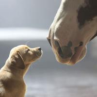 Ảnh đẹp: Tình cảm thân thiết giữa chó và ngựa