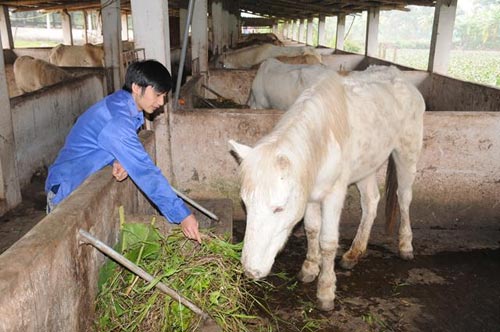 Phụ nữ người Dao làm giàu từ việc nuôi ngựa bạch  Cổng Thông Tin Hội Liên  hiệp Phụ nữ Việt Nam