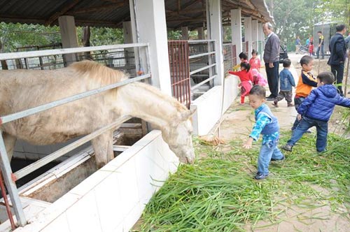 Đột nhập trang trại ngựa bạch "khủng" ở HN - 10