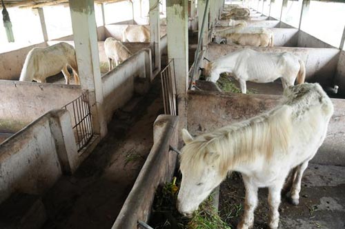 Đột nhập trang trại ngựa bạch "khủng" ở HN - 11