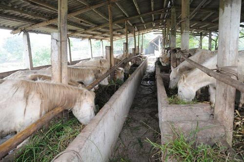 Đột nhập trang trại ngựa bạch "khủng" ở HN - 2