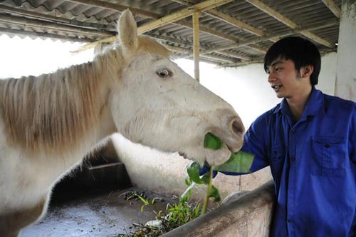 Đột nhập trang trại ngựa bạch "khủng" ở HN - 4