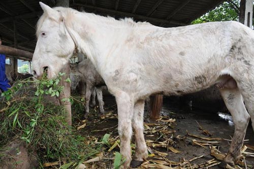 Đột nhập trang trại ngựa bạch "khủng" ở HN - 5