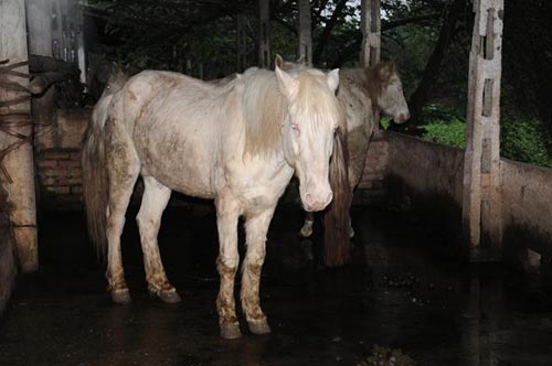Đột nhập trang trại ngựa bạch "khủng" ở HN - 6